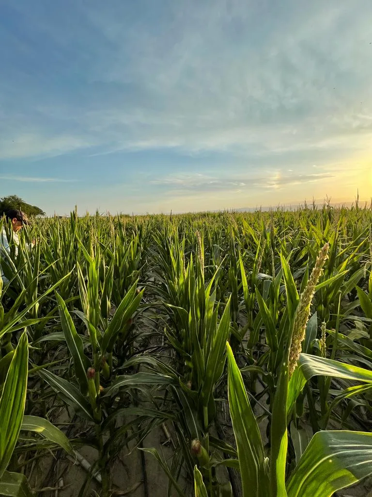 Lote de maíz bajo riego en plena espigazón al atardecer