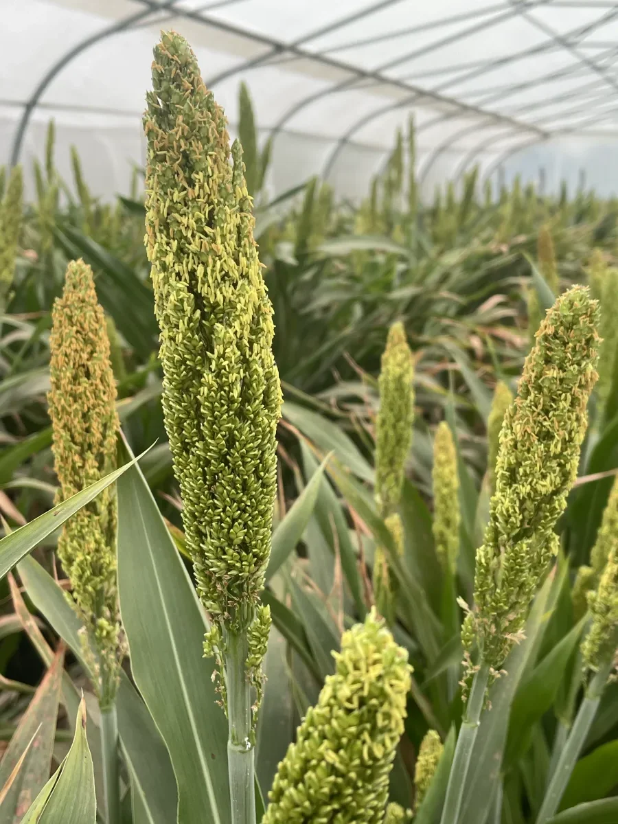 Panojas de sorgo en incremento bajo media sombra