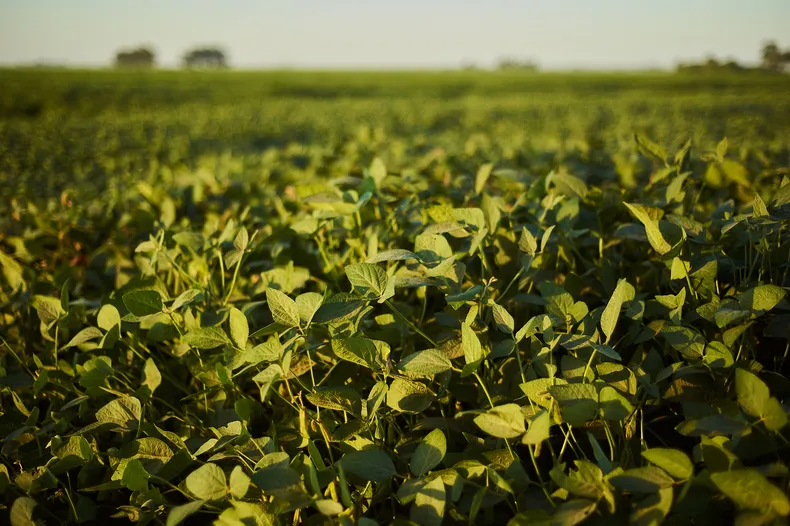Lote de soja en madurez fisiológica